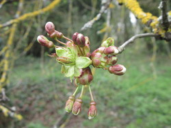  <a style='color: #fff;' href='/uploaded/photo/sortie-botanique-en-foret-de-st-germain-5ca237c691d5b.jpg'>(Télécharger)</a>