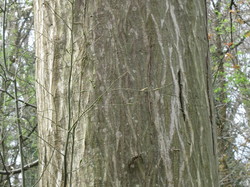 Tronc du charme <a style='color: #fff;' href='/uploaded/photo/sortie-botanique-en-foret-de-st-germain-5ca237ce5e972.jpg'>(Télécharger)</a>