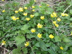 Ficaire <a style='color: #fff;' href='/uploaded/photo/sortie-botanique-en-foret-de-st-germain-5ca237cf86097.jpg'>(Télécharger)</a>