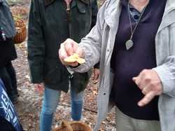  <a style='color: #fff;' href='/uploaded/photo/sortie-champignons-5d9f6231c4085.jpg'>(Télécharger)</a>