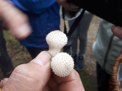  <a style='color: #fff;' href='/uploaded/photo/sortie-champignons-6157088dc0e51.jpg'>(Télécharger)</a>