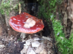  <a style='color: #fff;' href='/uploaded/photo/sortie-champignons-61570895f3b78.jpg'>(Télécharger)</a>