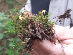  <a style='color: #fff;' href='/uploaded/photo/sortie-champignons-6157089bd7c0b.jpg'>(Télécharger)</a>