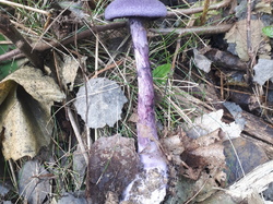  <a style='color: #fff;' href='/uploaded/photo/sortie-champignons-6157089dec3b1.jpg'>(Télécharger)</a>