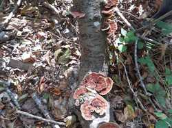  <a style='color: #fff;' href='/uploaded/photo/sortie-champignons-en-fory-t-de-marly-652d9f6c86b6b.jpg'>(Télécharger)</a>