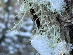  <a style='color: #fff;' href='/uploaded/photo/sortie-lichens-65cce63228200.jpg'>(Télécharger)</a>