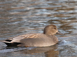 Canard chipeau <a style='color: #fff;' href='/uploaded/photo/sortie-ornitho-du-24-fevrier-2018-5a94155f6acf2.jpg'>(Télécharger)</a>