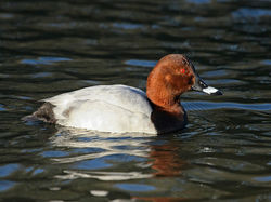 Fuligule milouin <a style='color: #fff;' href='/uploaded/photo/sortie-ornitho-du-24-fevrier-2018-5a94155f7a8aa.jpg'>(Télécharger)</a>