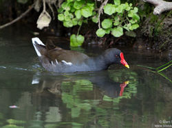 Poule d'eau <a style='color: #fff;' href='/uploaded/photo/sortie-ornitho-du-24-fevrier-2018-5a94155fbe94e.jpg'>(Télécharger)</a>