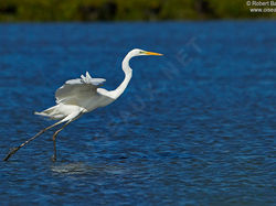 Grande aigrette <a style='color: #fff;' href='/uploaded/photo/sortie-ornitho-du-24-fevrier-2018-5a94155fdb755.jpg'>(Télécharger)</a>
