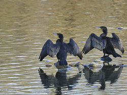 Grands cormorans <a style='color: #fff;' href='/uploaded/photo/sortie-ornitho-du-24-fevrier-2018-5a94155fde892.jpg'>(Télécharger)</a>