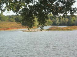  <a style='color: #fff;' href='/uploaded/photo/sortie-ornitho-du-29-septembre-2018-5bb72ac17b9d1.jpg'>(Télécharger)</a>