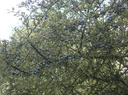  <a style='color: #fff;' href='/uploaded/photo/sortie-ornitho-du-9-sept-2017-59b8de29d5b1a.jpg'>(Télécharger)</a>