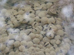  <a style='color: #fff;' href='/uploaded/photo/sortie-ornithologique-20-mars-2016-56fbf8c834ba4.jpg'>(Télécharger)</a>