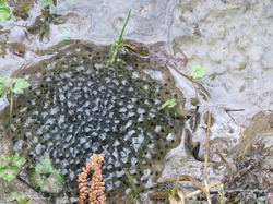  <a style='color: #fff;' href='/uploaded/photo/sortie-ornithologique-20-mars-2016-56fbf8e028078.jpg'>(Télécharger)</a>