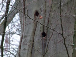  <a style='color: #fff;' href='/uploaded/photo/sortie-ornithologique-20-mars-2016-56fbf8e227393.jpg'>(Télécharger)</a>