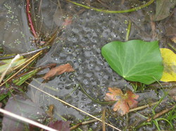  <a style='color: #fff;' href='/uploaded/photo/sortie-ornithologique-20-mars-2016-56fbf94a774e3.jpg'>(Télécharger)</a>