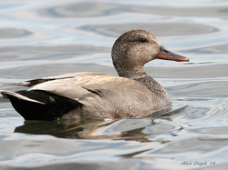 Canard chipeau . <a style='color: #fff;' href='/uploaded/photo/sortie-ornithologique-etang-de-st-quentin-nov-2016-5829ea41a5114.jpg'>(Télécharger)</a>