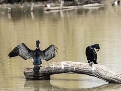 Grand cormoran <a style='color: #fff;' href='/uploaded/photo/sortie-ornithologique-etang-de-st-quentin-nov-2016-5829ea43455c5.jpg'>(Télécharger)</a>