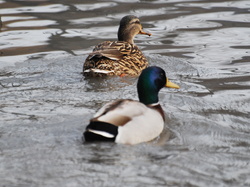 Canard colvert <a style='color: #fff;' href='/uploaded/photo/sortie-ornithologique-etang-de-st-quentin-nov-2016-5829ea43aac0a.jpg'>(Télécharger)</a>