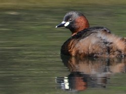 Grébe castagneux <a style='color: #fff;' href='/uploaded/photo/sortie-ornithologique-etang-de-st-quentin-nov-2016-5829ea43ad3a5.jpg'>(Télécharger)</a>