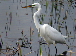 Grande aigrette <a style='color: #fff;' href='/uploaded/photo/sortie-ornithologique-etang-de-st-quentin-nov-2016-5829ea43e663f.jpg'>(Télécharger)</a>
