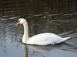 Cygne tuberculé <a style='color: #fff;' href='/uploaded/photo/sortie-ornithologique-etang-de-st-quentin-nov-2016-5829ea44845ea.jpg'>(Télécharger)</a>