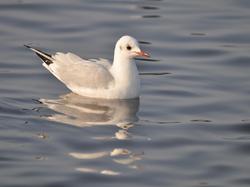 Mouette rieuse <a style='color: #fff;' href='/uploaded/photo/sortie-ornithologique-etang-de-st-quentin-nov-2016-5829ea450ab70.jpg'>(Télécharger)</a>