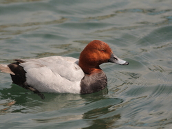 Fuligule milouin <a style='color: #fff;' href='/uploaded/photo/sortie-ornithologique-etang-de-st-quentin-nov-2016-5829ea4725c4b.jpg'>(Télécharger)</a>