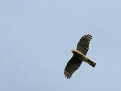 Epervier <a style='color: #fff;' href='/uploaded/photo/sortie-ornithologique-etang-de-st-quentin-nov-2016-5829ea486f5e5.jpg'>(Télécharger)</a>