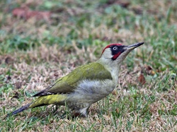 Pic vert <a style='color: #fff;' href='/uploaded/photo/sortie-ornithologique-etang-de-st-quentin-nov-2016-5829ea61ed7c4.jpg'>(Télécharger)</a>