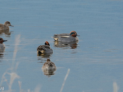 Sarcelle d'hiver <a style='color: #fff;' href='/uploaded/photo/sortie-ornithologique-etang-de-st-quentin-nov-2016-5829ea63dc4df.jpg'>(Télécharger)</a>