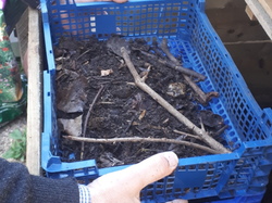 Tamisage du compost à travers une caissette plastique ! Récup toujours... <a style='color: #fff;' href='/uploaded/photo/tous-au-compost-5ca2359d25af6.jpg'>(Télécharger)</a>