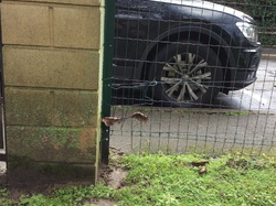 Découpe dans le bas de la clôture pour permettre le passage des hérissons <a style='color: #fff;' href='/uploaded/photo/un-jardin-en-hiver-601d5ed8862b8.jpg'>(Télécharger)</a>