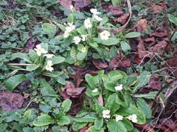  <a style='color: #fff;' href='/uploaded/photo/un-jardin-en-hiver-601d5fe2c9459.jpg'>(Télécharger)</a>