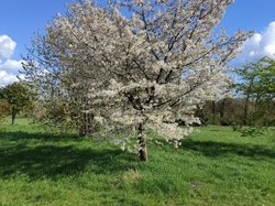  <a style='color: #fff;' href='/uploaded/photo/visie-arboretum-de-chevreloup-6253fa0a784b4.jpg'>(Télécharger)</a>